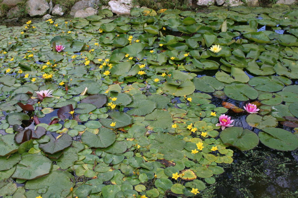 Aronia Park Villa Lubiechowa Bagian luar foto